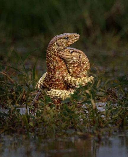Photography. A color photo of two yellow monitor lizards that seem to embrace each other. In a green grassy landscape two monitor lizards are standing in intimate embrace. In reality they are fighting for their territory, but this snapshot shows them like lovers.
Info: A yellow monitor lizard is about 70 cm tall. The head is short and high, and the snout is broad. The nostrils are slit-shaped and are closer to the tip of the snout than to the eye. The trunk is stoutly built and covered with large scales. The coloration of the species is dark to light olive brown or reddish.