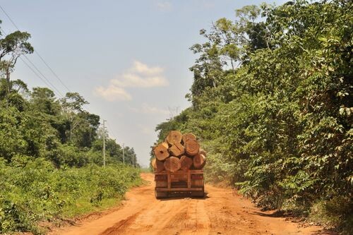 Bildschirmfoto Internet Holzmafia

Ein Beispiel ist Nigeria: Das Land ist bekannt durch seinen Ölreichtum. Doch die Bevölkerung in Teilen des Nigerdeltas leidet unter den Folgen leck geschlagener Pipelines und dem Abfackeln von Gas. Riesige Flächen sind ölverseucht. Das „gas flaring“ verpestet die Luft. Kaum Fischfang, verseuchtes Wasser, kontaminierte Felder und eine hohe Sterblichkeitsrate sind die Folgen. Die Menschen hungern. Und sind fast schutzlos. phoenix begleitet einen Menschenrechtsaktivisten und einen katholischen Pfarrer, die sich für die Umwelt und somit auch die Menschen einsetzen. Sie sind unter ständiger Lebensgefahr. Wer sich gegen die Ölmafia wehrt, wird bedroht oder sogar getötet.
Aber auch in Europa wächst der Druck auf Umweltschützer. Durch den Anstieg von Holz- und Energiepreisen lohnt sich für Kriminelle die illegale Abholzung in Rumäniens Wäldern immer mehr. Der Kahlschlag bedroht einzigartige Ökosysteme. Wer die Geschäfte aufdeckt, lebt nicht mehr sicher.