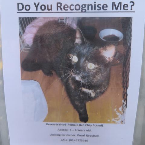 A poster headed "Do you recognise me?" with picture of dark coloured cat looking to camera. Text below says "House-trained female (no chip found). Approx 3 to 4 years old. Looking for owner. Proof required. Call (01) 6775916"