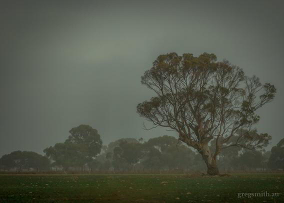 A large eucalyptus tree in a field, with some other trees behind it in the background, on a foggy overcast day.