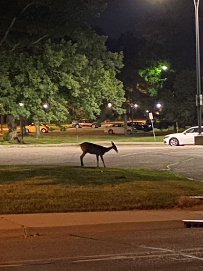 Late night / early morning, it’s still dark out. Silhouette of a young deer. It is standing in the middle of a parking lot. It is standing in a dark area with lights behind in the distance.
