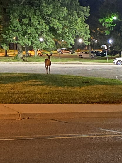 Late night / early morning, it’s still dark out. The deer is looking at me because it has been caught red handed up to no good.