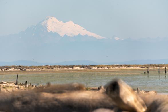 Canada's Mt. Baker looms in the far distance in hazy light blue, over green and brown tidal wetlands in the foreground.