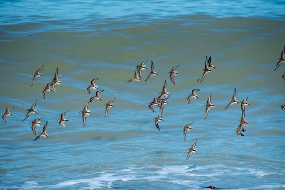 A flock of black, grey, and white shorebirds skims over the surface of blue-green ocean waves.