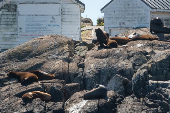Sea lions bask in the sun on rocks in front of a pair of weathered white buildings.