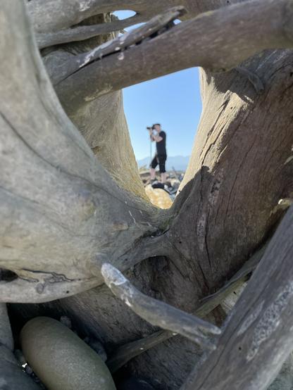 I'm seen, out of focus and through a gap in dry and weathered roots on a piece of driftwood, standing on a log and taking photos with my camera on a monopod.