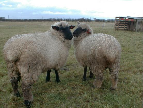 Two sheep, Suffolk Oxford cross, with black faces and legs and white fleece.  Sissy on the left, Baby on the right.