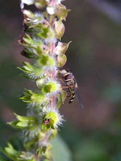 Side view of a yellow-and-black-striped hoverfly on a stem dense with mint-type flowers. The hoverfly's head is comically large relative to its small, flattened body.