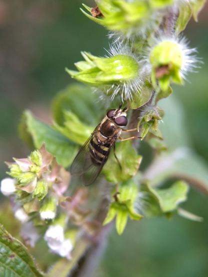 Dorsal view of the hoverfly. Its thorax is covered by an attractive metallic bronze "plate". Its eyes are a handsome dark burgundy.