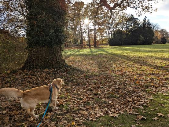 A golden retriever on an autumn park lawn. Camera view towards a thick tree in the foreground and the dog, more trees in the background a lawn away. A low hanging winter sun illuminates the dog's contours, trees throw shadows across the lawn and very many golden coloured fallen leaves.