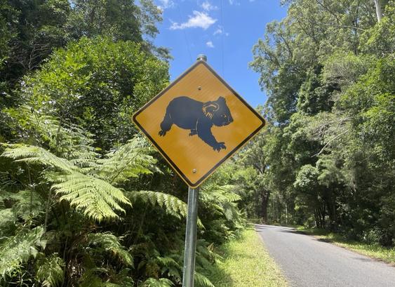 Koala sign, Bellingen, destroyed by hoons