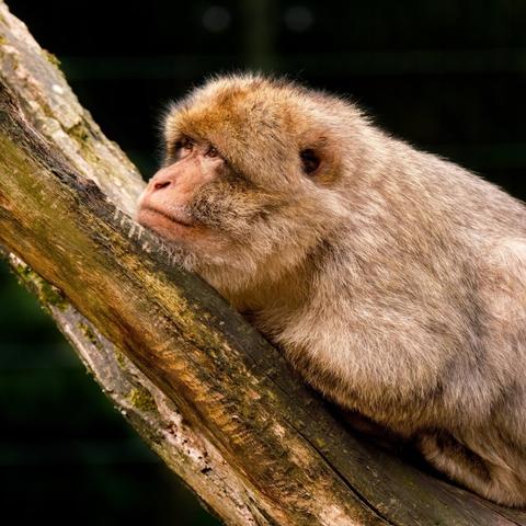 Affe der auf einen Baumast liegt und nach links schaut.