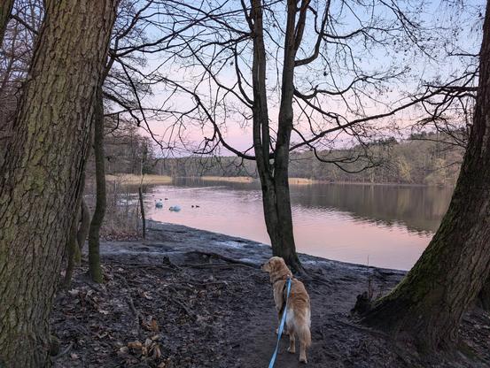 In soft afternoon winter light, a dog (leash visible) stands at a small beach at the lake in the middle of the woods. All trees are leafless. Pastel coloured sky also gives colour to the water, and two white swans are visible in the back.