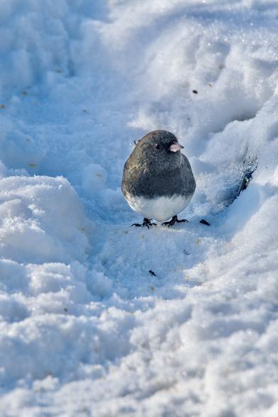 A grey and white junco walking in a snow drift