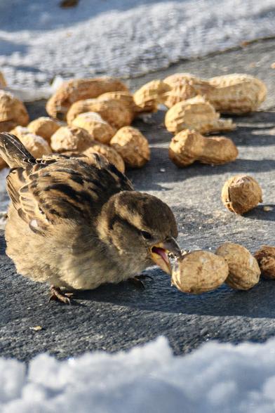 A sparrow trying to eat a full peanut in its shell on a snow covered ground