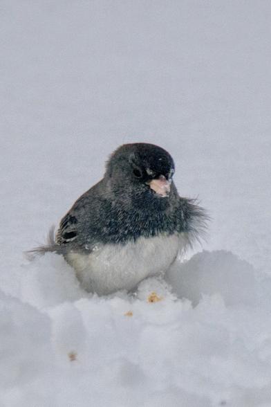 A junco in the snow, feathers a bit disheveled