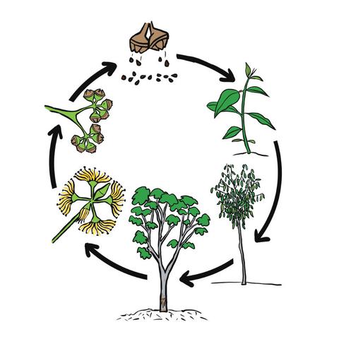 depiction from a primary school book showing the lifecycle of a gumtree making flowers then seed pots then dropping seeds for proliferation then from the seeds a new tree grows
