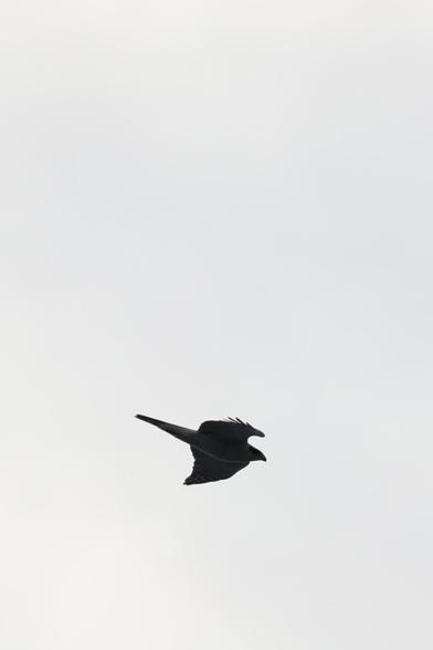 A photo of a flying Eurasian goshawk.
