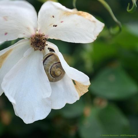 A grove snail in a striped shell hanging out inside the petal of a white rose flower
