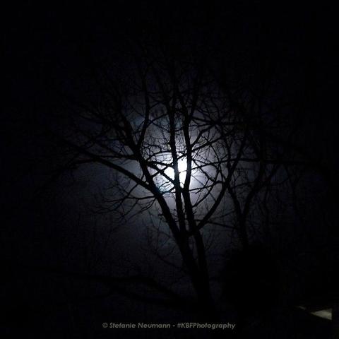 Vollmond beleuchtet eine kahle Espe von hinten. Ansonsten ist alles dunkel.

 - 

A bare aspen tree that's backlit by a full moon in an otherwise dark surrounding.