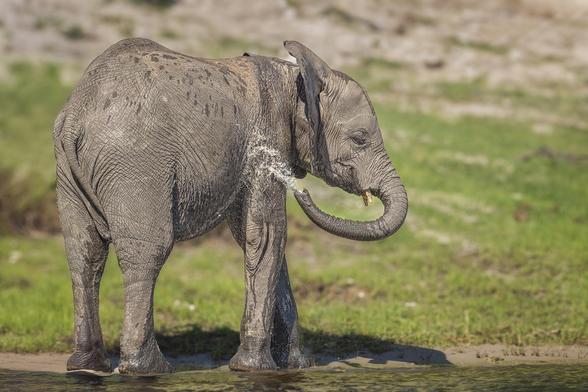 A baby elephant splashing water on itself using its trunk. Photographed in the Chobe River in Botswana. 

#elephant #babyelephant #calf #chobe #river #botswana #africa #playing #bathing #splashing #drinking #wildlife #wildlifephotography #AYearForArt #buyIntoArt #giftideas #wallart #artforsale @joancarroll

https://joan-carroll.pixels.com/featured/baby-elephant-playin-in-the-chobe-river-botswana-joan-carroll.html