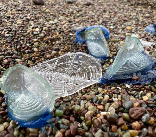 4 Velella velella, 3 still blue and fleshy, 1 transparent and spiderweb like, sitting on tiny pebbles, washed up on the beach
