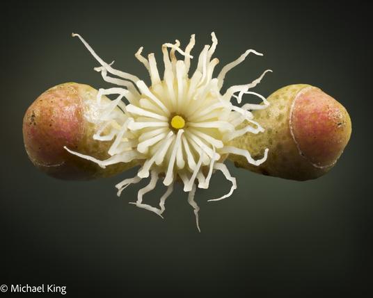 One gum flower open with two to follow