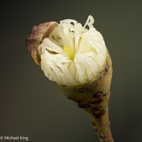 A singe flower beginning to bloom
