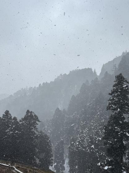 Vue sur les cèdres enneigés sous une averse de neige au sommet du Mont Hiei