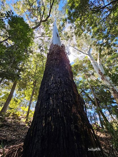 Standing at the base of the trunk, looking up towards the canopy. The bottom half of the trunk is covered in thick dark brown bark, the top of the trunk has lost its bark. Trees surrounf the area.