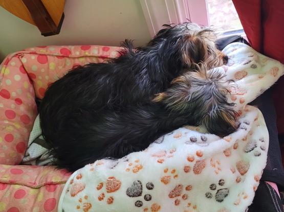 Imagine a cozy scene: Two small dogs are nestled together, sleeping peacefully in a soft, padded pet bed. The bed itself is a light pink color with scattered white polka dots, like a playful pattern on a child's toy.

The dogs are small and fluffy. They appear to be of similar breed, perhaps Yorkshire Terriers, with longish, silky fur. The dog on the left has a darker coat, mostly black with hints of brown and gray mixed in. The dog on the right has a lighter coat, a mix of tan, gray, and white.  They are curled up together, their bodies touching, with their heads resting close to the edge of the bed.

The bed sits near a window, which is visible as a bright rectangle in the background.  A dark red curtain is draped along the right side of the window, suggesting it's closed, blocking out most of the light. This creates a warm, intimate feeling, as if the dogs are tucked away in their own little world.

The dogs are resting on a soft, white blanket. The blanket has a pattern of small, fuzzy paw prints in shades of brown and gray, adding a touch of whimsy and reinforcing the idea of a pet's special space.

Overall, the image conveys a sense of warmth, comfort, and peaceful slumber. The dogs are clearly relaxed and content, finding solace in each other's company and the softness of their bed. The scene is intimate and cozy, suggesting a safe haven for these furry companions.