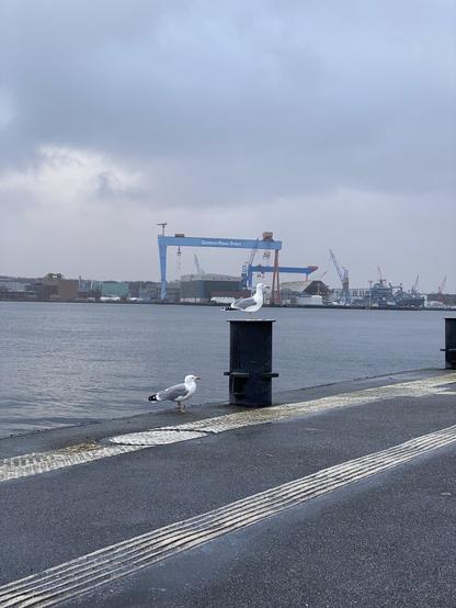 Auf dem Bild ist der Fähranleger Reventlou an der Kieler Förde zu sehen. Mittig ist ein Poller, auf dem eine Möwe sitzt. Neben dem Poller sitzt eine weitere Möwe. Beide Vögel sind im Profil zu sehen und blicken nach rechts. Im Hintergrund sind die Förde und das Ostufer mit den beiden ikonischen blauen Werftkränen der German Naval Yards. Der Himmel hat eine ähnliche graue Farbgebung wie das Wasser, aus dem nur eine etwas hellere weiße Wolke leicht heraussticht. Über allem liegt ein leichter Dunst aus Nieselregen.