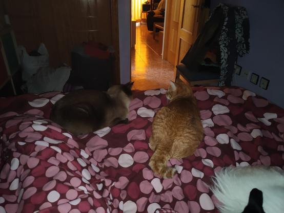 Two cats on top of the duvet, very close to one another, one is orange and the other one is a siamese cat.