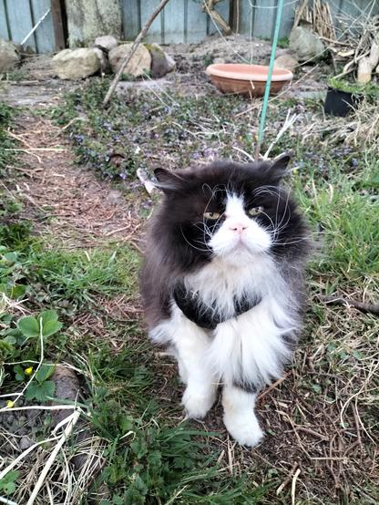 Prince, ein schwarzweißer Langhaarkater, sitzt auf einem gemulchten Gartenweg.