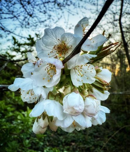 Cherry blossom