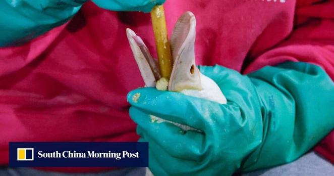 Scientists create foie gras without cruel force-feeding that tastes the same, they say