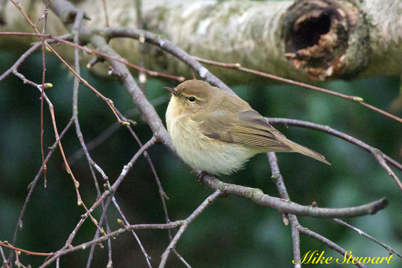 A Chiffchaff perching on branch, side on