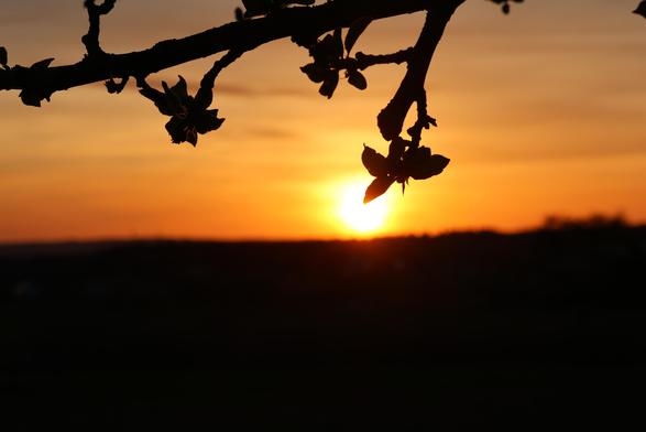 Im Hintergrund die untergehende Sonne in weiß. Der Himmel links und rechts davon streitig in verschiedenen orangetönen. Im Vordergrund ein Ast mit Apfelblüten.
Matzework