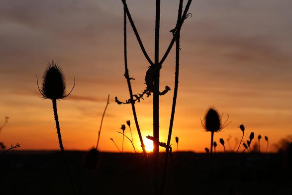 Die Silhouette von drei Karden und noch etwas hohem Gras - dunkel bis schwarz vor der untergehenden Sonne.
Matzework