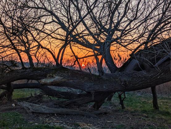 A wide shot captures a striking silhouette of a large, bare tree against a vibrant sunset sky. The tree, with its thick, gnarled trunk and numerous tangled branches reaching upwards, dominates the centre of the frame. Its dark, intricate network of limbs contrasts sharply with the warm hues of the sky behind it.
The sky is a gradient of colours, transitioning from a soft, pale orange near the horizon where the sun is setting (partially obscured by the tree's branches), to deeper shades of orange and pink higher up, eventually fading into a dusky grey-blue towards the top of the frame. Wispy clouds are scattered across the sky, catching some of the warm light.
Below the tree, the ground is visible as a dark, slightly uneven surface, possibly a field or grassy area. The very bottom of the frame shows a hint of green vegetation, suggesting the beginning of the landscape. The overall mood is serene and slightly melancholic.