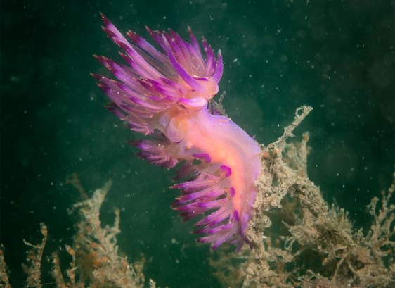 Sea Slug Coryphellina rubrolineata. Photo by Cedric van den Berg
