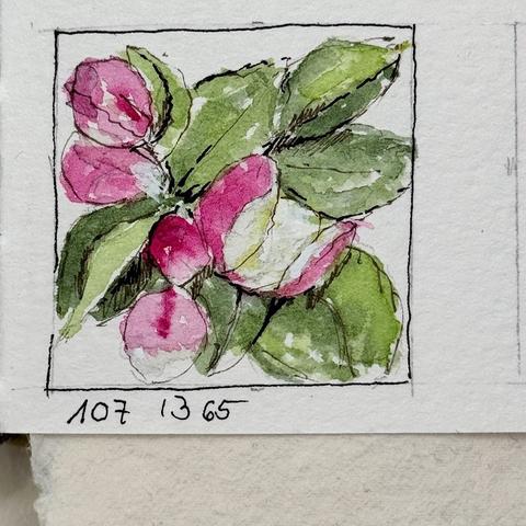Eine Aquarellskizze von rosa Apfelblüten mit grünen Blättern, eingefasst in einen rechteckigen Rahmen.