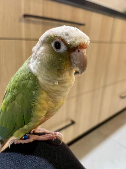 A yellow and green parrot on a knee wearing black jeans. Behind is a row of timber cabinets with long horizontal black handles. The parrot looks very cute.