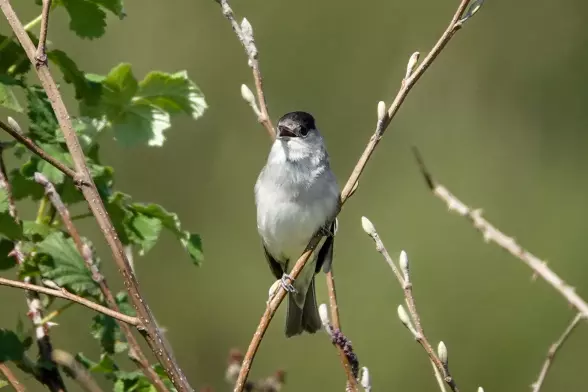 Singing Eurasian blackcap