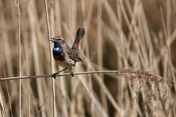 Singin Bluethroat on reed