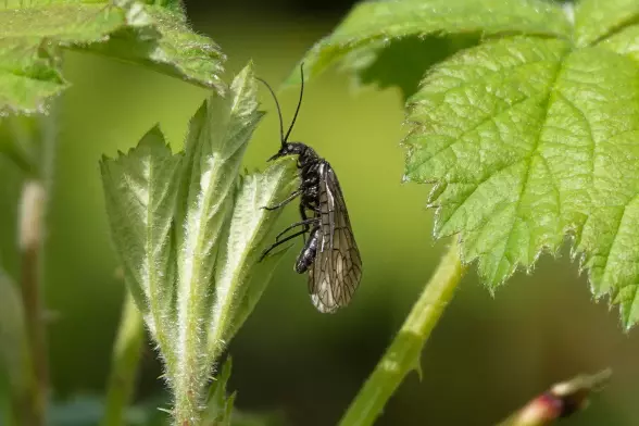 Alder fly