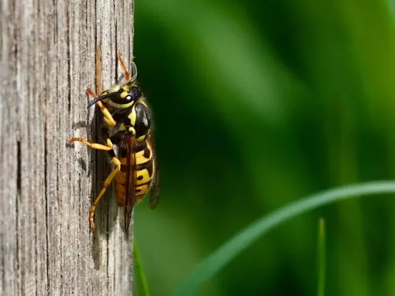 German wasp stripping a wooden pole