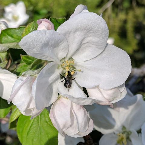 A photo showing a small furry black bee on an apple blossom in the evening sun. The blossom is about 2 inches across or 50 mm.