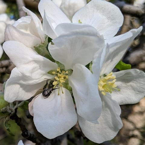 A photo of the small black bee on a different apple blossom, partially shaded. It has an iridescent blue color to it.