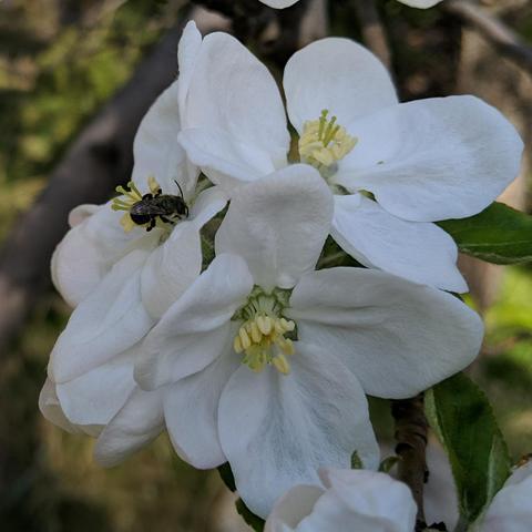 The small black mason bee on an apple blossom in the shade. There are many other open blossoms around it.
